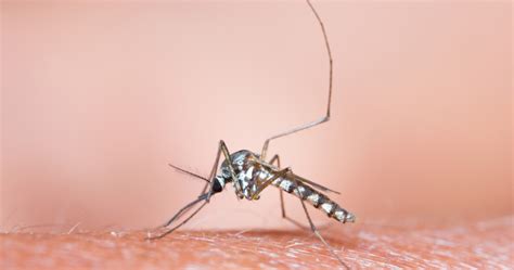 What Types of Mosquitoes Live in South Florida? - SWAT Mosquito Systems