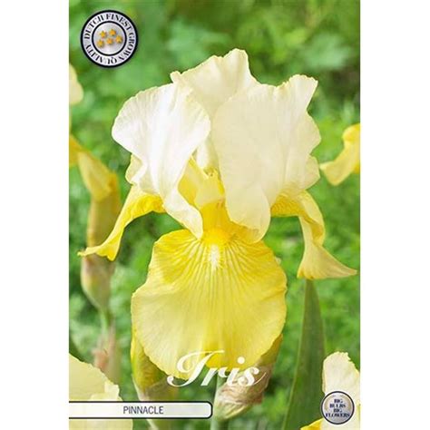 Iris Germanica Pinnacle 1 Bulb Depozitul De Bulbi