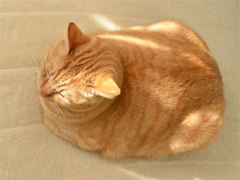 Round Loaf Cute Cats And Dogs Orange Tabby Cats Pretty Cats