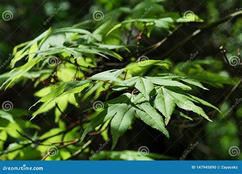 Spring Green Leaves of Red Emperor Maple Tree, Also Known As Palmate ...