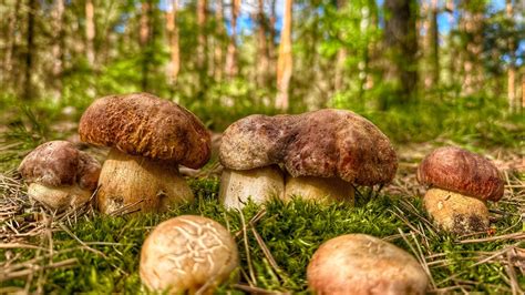 Такого В МАЕ вы ещё НЕ ВИДЕЛИ! Грибники В ВОСТОРГЕ! БЕЛЫЕ ГРИБЫ и ...