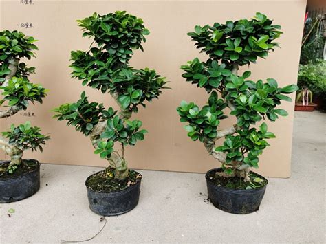 Ficus Microcarpa Bonsai Live Ginseng Grafted Nursery Evergreen