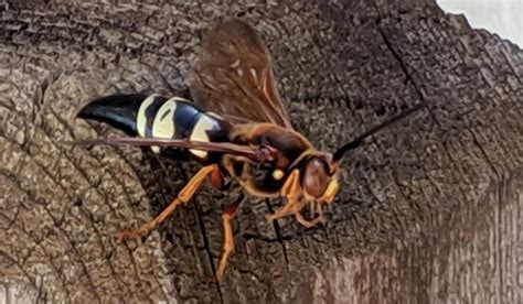 Cicada Killer Wasp Trap