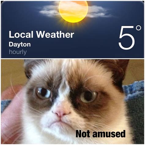 Dayton Ohio weather cat | Grumpy cat humor, Grumpy cat, Angry cat