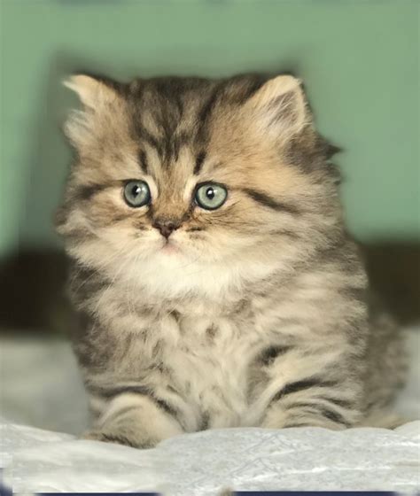 Adorable Stars Scottish Fold British Shorthair Maine Coons In