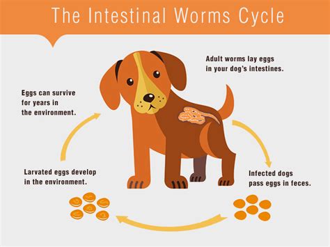 Intestinal Worms In Cats and Dogs | DiscountPetCare