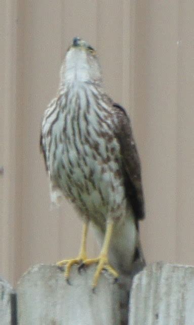 Juvenile Rsha Red Shouldered Hawk Juvenile Red Shouldere Flickr