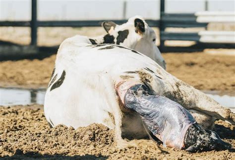 Claves Para Un Parto Exitoso En Vacas Primerizas Contexto Ganadero