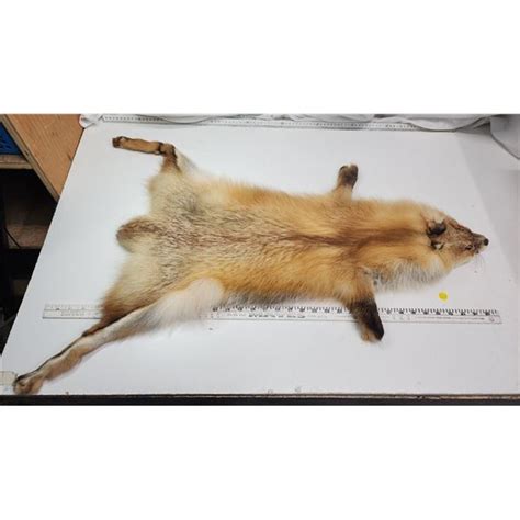 Real Red Fox Fur Pelt No Tail