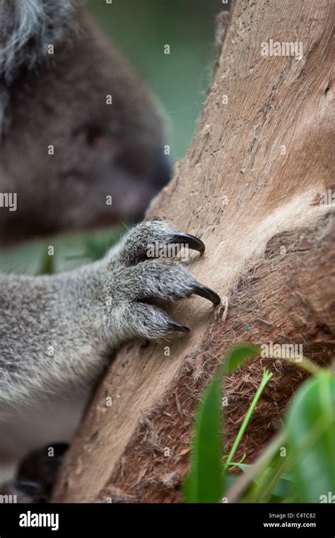 Claws of a koala Stock Photo - Alamy