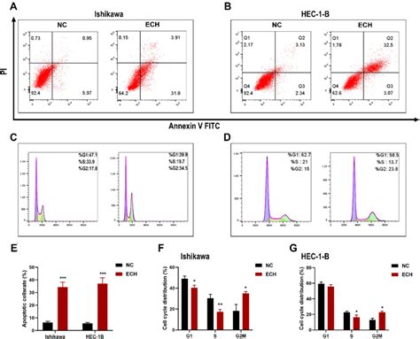 Ech Promotes Apoptosis And G2m Phase Arrest In Ec Cells A And B