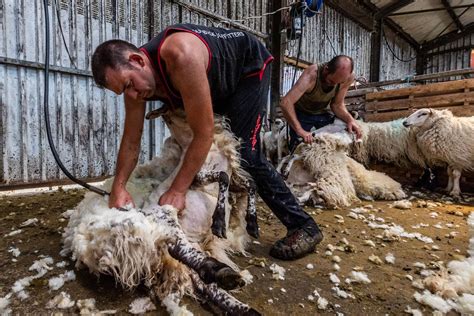 Irish Press Photographer Photographing Sheep Shearing In West Cork