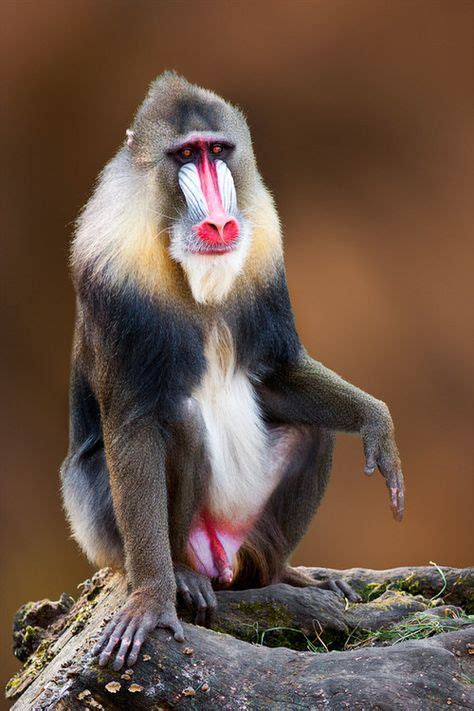 9 Baboons Ideas Baboon Pet Birds Mandrill