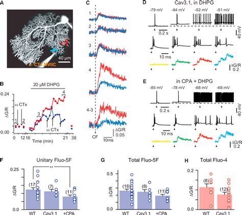 Figure 4 From Activity Dependent Gating Of Calcium Spikes By A Type K