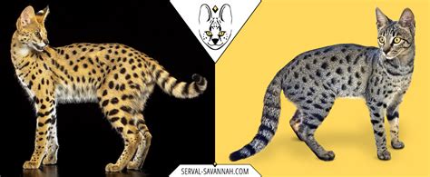 Chat Savannah Serval Infos Et Conseils Avant D Adopter