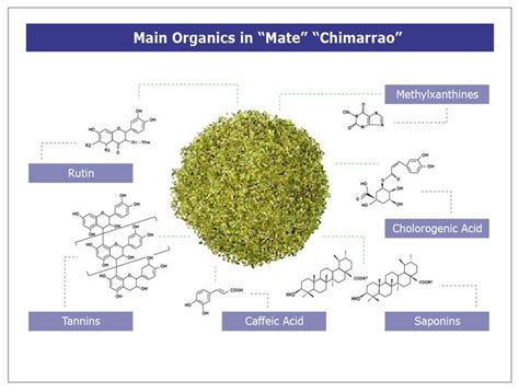 Yerba Mateilex Paraguariensis¡conócela Serpens