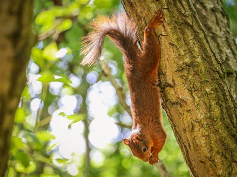 Get Involved - UK Squirrel Accord