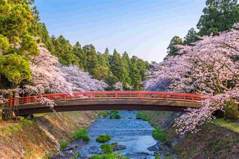 I Ciliegi Sakura Sono In Fiore A Tokyo Si Festeggia La Fine Dello