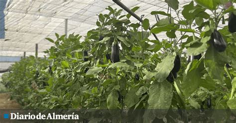 HORTYFRUTA vuelve a activar la Extensión de Norma de Calidad para berenjena