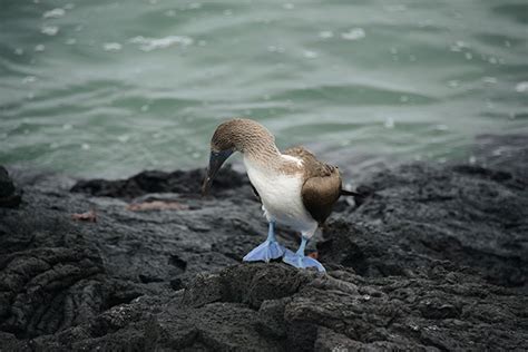 Cruceros a las Islas Galápagos para Veganos 2019 GalapagosInformation