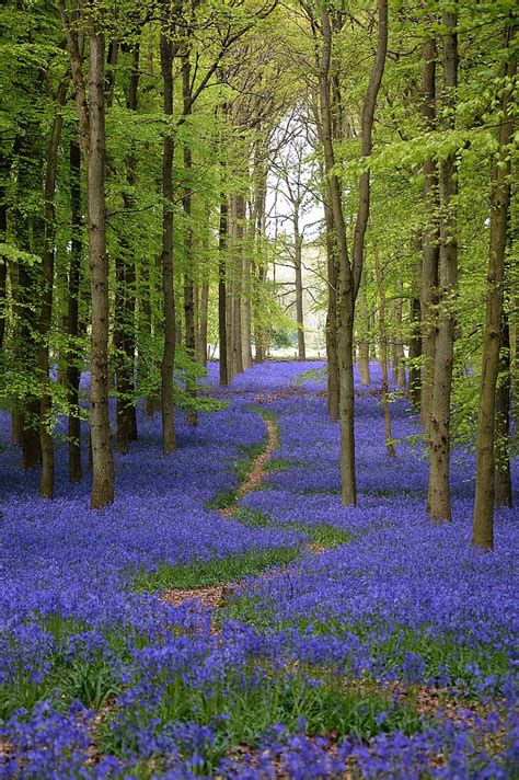 Bluebells In The Chilterns Snapshooter Flickr