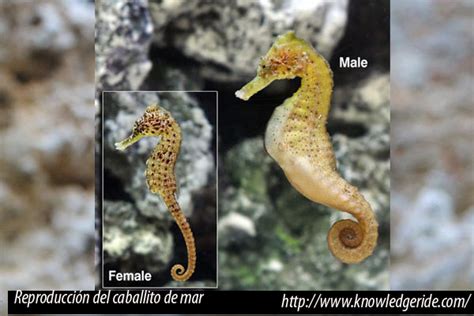 Reproducci N De Caballitos De Mar En Acuario