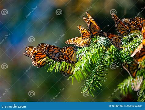 Colony Of Monarch Butterflies Danaus Plexippus Are Sitting On Pine