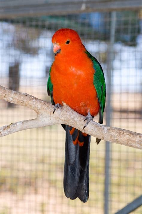 Orange Parrot stock image. Image of aviary, australian - 1468635