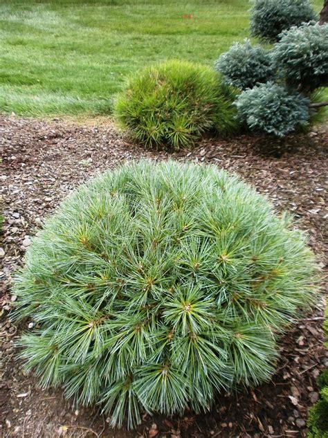 Macopin Eastern White Pine Conifers Garden Eastern White Pine Front