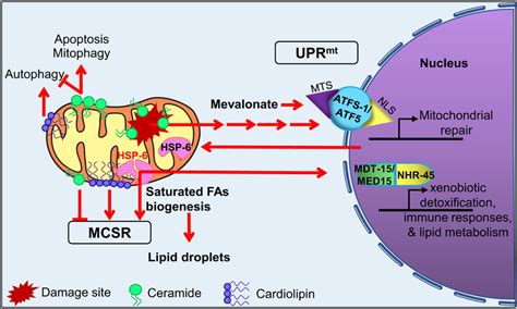 Lipids Surveillance In Mitochondria At Least Two Pathways The Uprmt