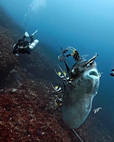 Cleaning Station A Giant Mola Mola Receives A Thorough Cleaning From