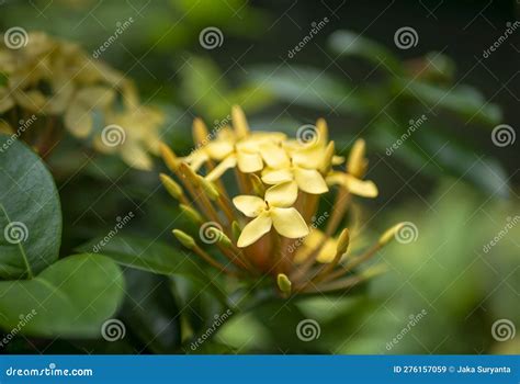 Yellow Soka Flower Ixora Coccinea Jungle Geranium A Species In The