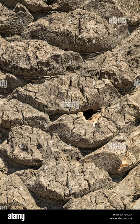 Prendre plein cadre rustique de la texture de l écorce d un arbre Photo