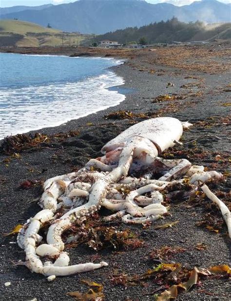 Lula gigante de sete metros aparece em praia na Nova Zelândia