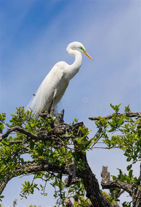 Great Egret Atop Tree Stock Image Image Of Perched Common