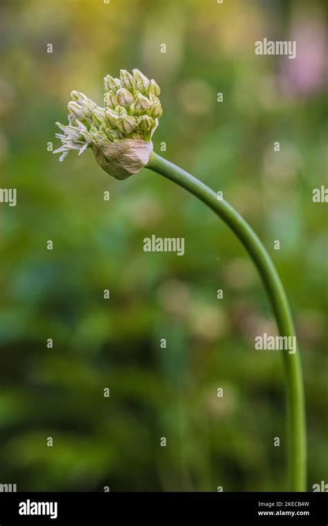 Leek Bud Allium Stock Photo Alamy