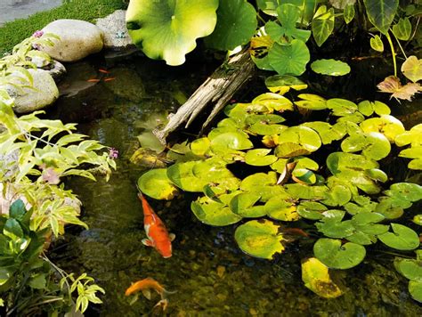 25 Inspiring Koi Pond Ideas For Your Backyard 2022 Own The Yard