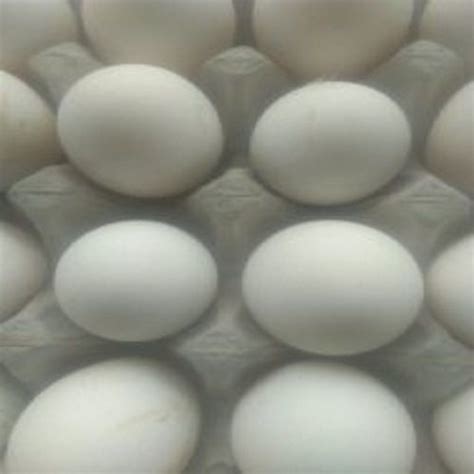 Highly Nutritious Fresh Farm Healthy White Organic Eggs With Long Shelf Life Egg Size Customize