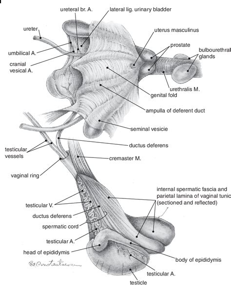 Female Horse Reproductive System Diagram