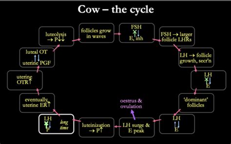 Bovine Fertility Flashcards Quizlet