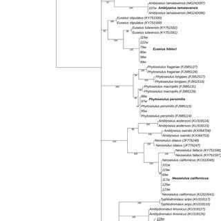 Phylogeny Of Phytoseiidae Mites Inferred From Maximum Likelihood