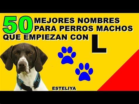 50 Nombres Para Perritos Chihuahua Encuentra El Perfecto Para Tu