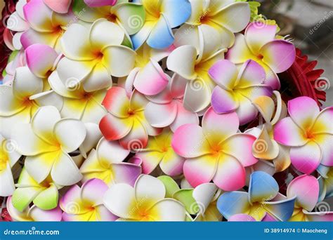 Plumeria Stock Photo Image Of Inviting Space Scent