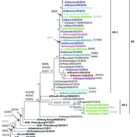 Phylogenetic Analysis Of A H1n1 Pdm09 Influenza Virus Hemagglutinin Download Scientific Diagram