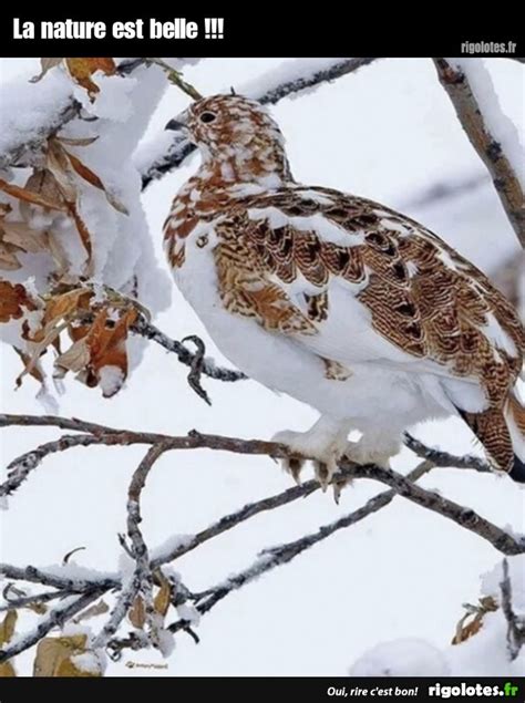 La Nature Est Belle Blagues Et Les Meilleures Images Dr Les