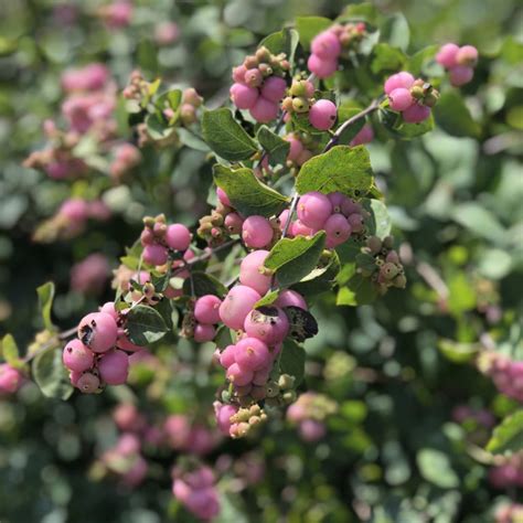 Proud Berry® Coral Berry Order Online