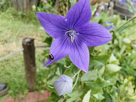 桔梗キキョウの花言葉｜花が咲く時期や見頃の季節は？ Horti 〜ホルティ〜 By Greensnap