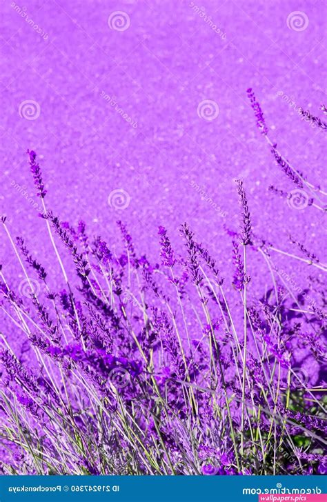 Feeling Moo Lavender Wallpaper Wallpaperspics