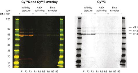 Recombinant Adeno Associated Virus Type 5 Production Process Cytiva