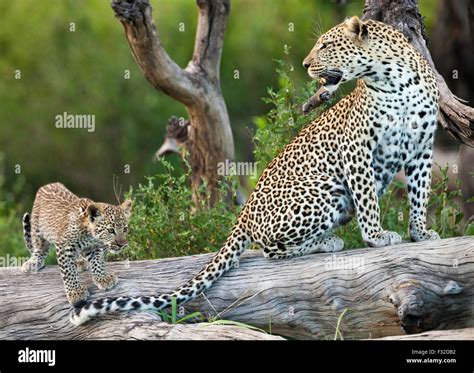 Baby Leopard Fotos Und Bildmaterial In Hoher Auflösung Alamy